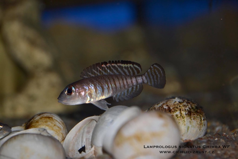 Lamprologus signatus 'Chimba'